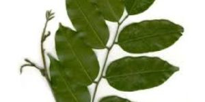 Peru Balsam Essential Oil