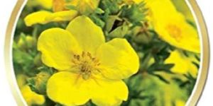 Primrose Carrier Oil