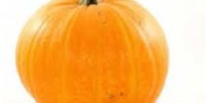 Pumpkin Seed Carrier Oil