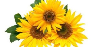 Sunflower Carrier Oil