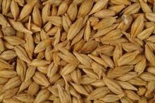 Whole Barley
