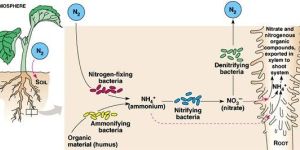 Azospirillum Lipoferum