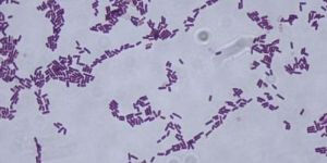 Bacillus Subtilis