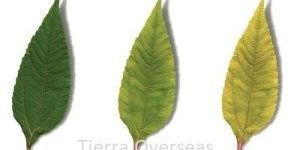 Thiobacillus Thiooxidans