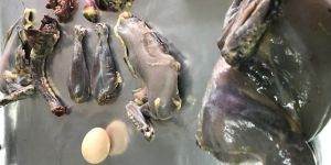 Kadaknath Chicken Meat