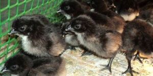 Kadaknath Day Old Chicks