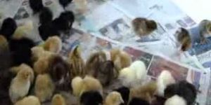 Nati Day Old Chicks