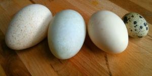 Turkey Eggs