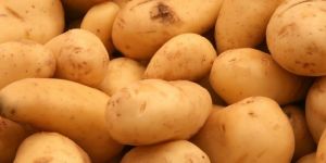Fresh Potato
