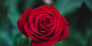 Fresh Red Rose