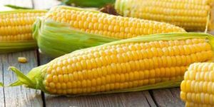 Fresh Yellow Corn