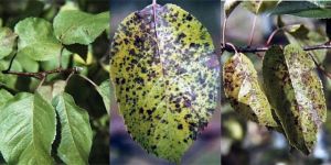 Organic Miticides