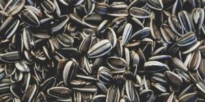 Sunflower Seed