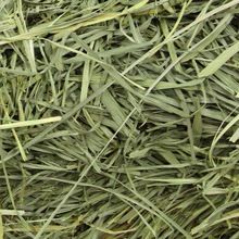 Timothy Grass Hay