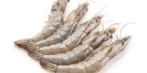 PR-002 White Tiger Prawn