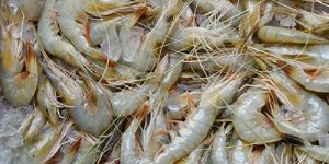 PR-008 White Tiger Prawn