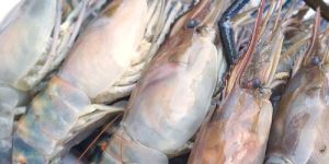 PR-017 White Tiger Prawn