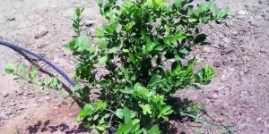 Seedless Lemon Plant