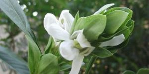 VASICA LEAVES POWDER