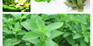 Stevia Leave