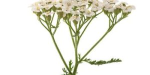 Yarrow Oil