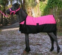 Waterproof Turnout Blanket