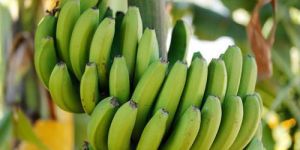 Organic Green Banana