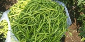 Organic Green Chilli