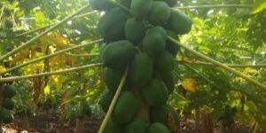 Organic Green Papaya