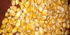 Yellow Maize Animal Feed