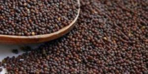 Mustard Seed