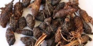 Nagarmotha- Cyperus Scariosus