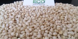 Yellow, Cream and White Sorgum