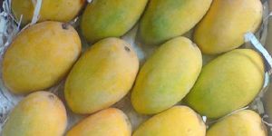 Sweet Kesar Mangoes with the Best Price in India