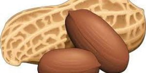 Peanut