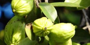 Garcinia Cambogia