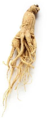Ginseng