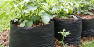 Growing Bags