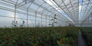 Top Ventilation Multispan Greenhouse