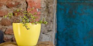 Hummingbird Flower Pot