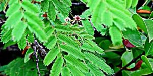 Acacia Concinna Plant