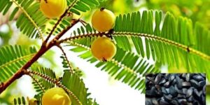 Amla Seed