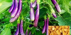 Black Brinjal Seed