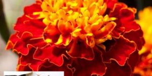 French Marigold Seed