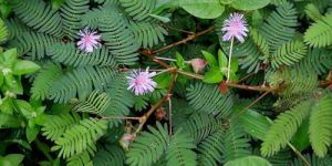 Mimosa Pudica Plant