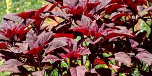 Red Amaranth Plant