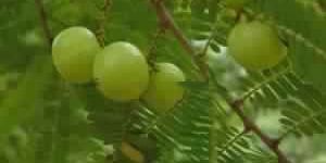Amla