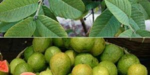Lalit Guava Plants