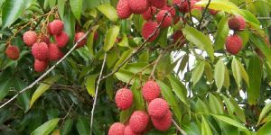 Nursery Litchi Plants