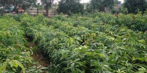 Nursery Mango Plants